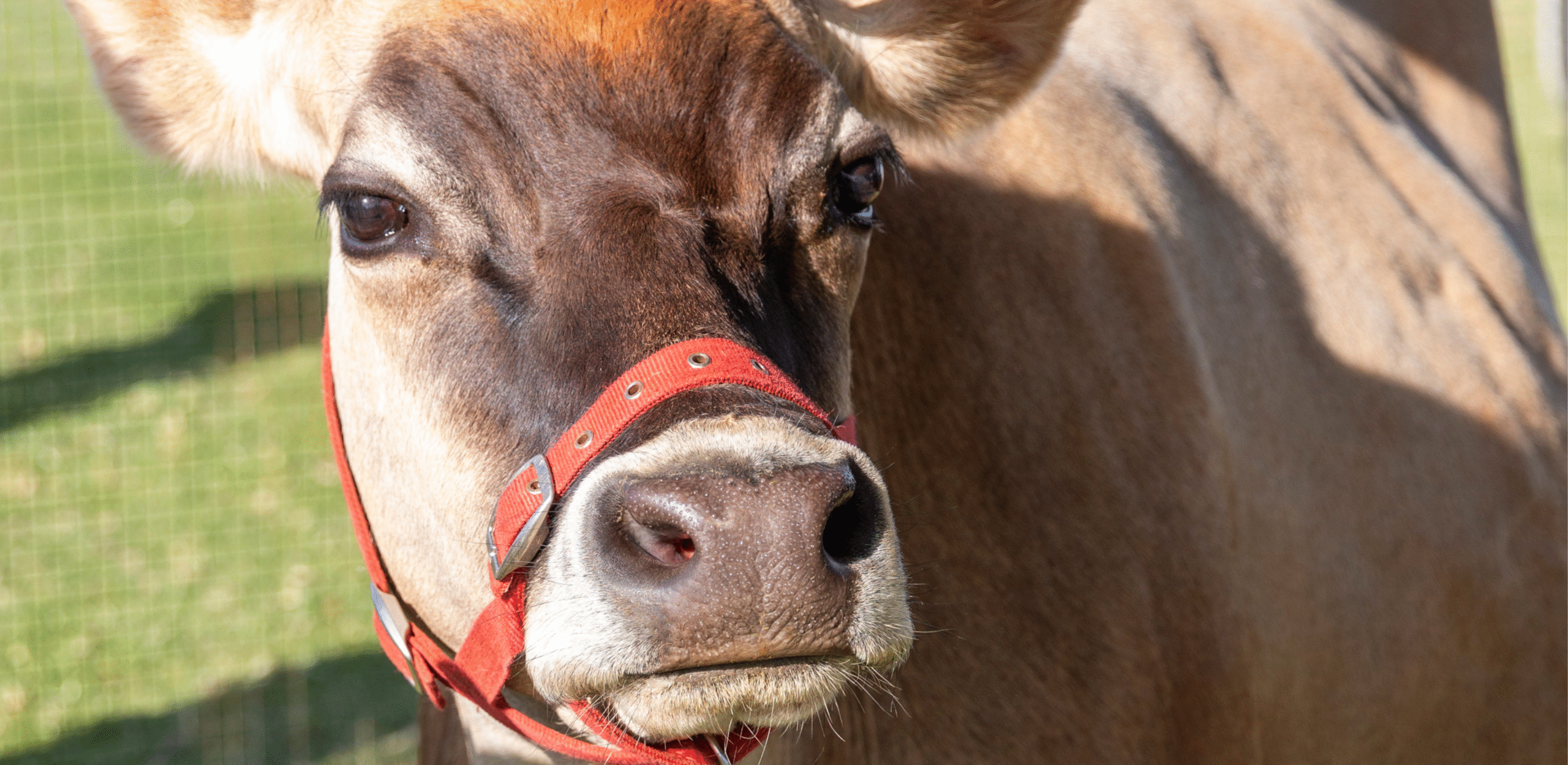 CAHRS AGM | Save the Date